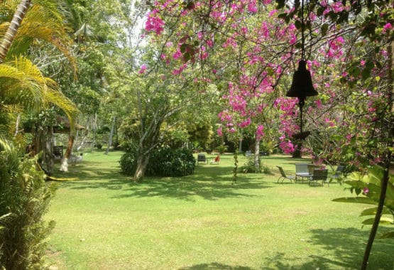 view from doctors house veranda to the grounds sri lanka sunshine and yoga holiday